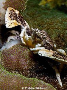 Home sweet home.
Porcelain Crab in his host Anemone in K... by Christian Nielsen 